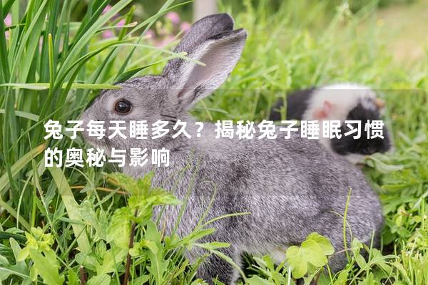 兔子每天睡多久？揭秘兔子睡眠习惯的奥秘与影响
