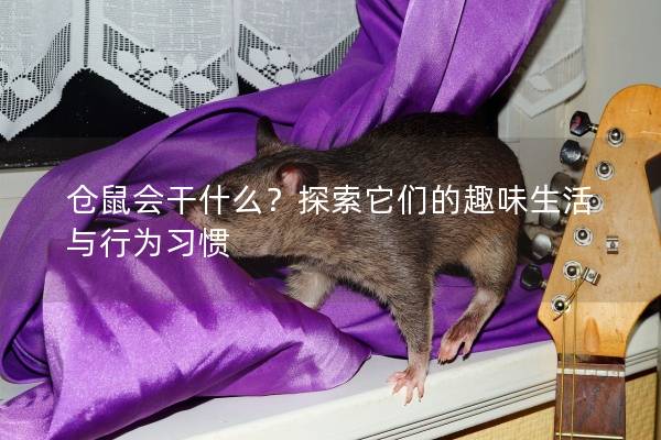 仓鼠会干什么？探索它们的趣味生活与行为习惯