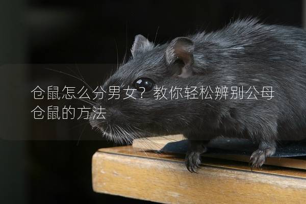 仓鼠怎么分男女？教你轻松辨别公母仓鼠的方法