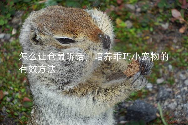 怎么让仓鼠听话，培养乖巧小宠物的有效方法