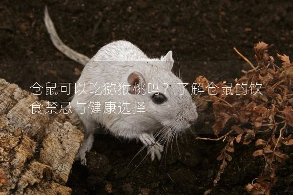 仓鼠可以吃猕猴桃吗？了解仓鼠的饮食禁忌与健康选择
