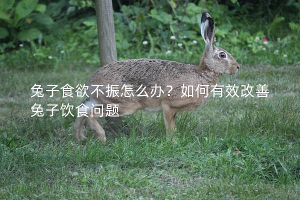 兔子食欲不振怎么办？如何有效改善兔子饮食问题