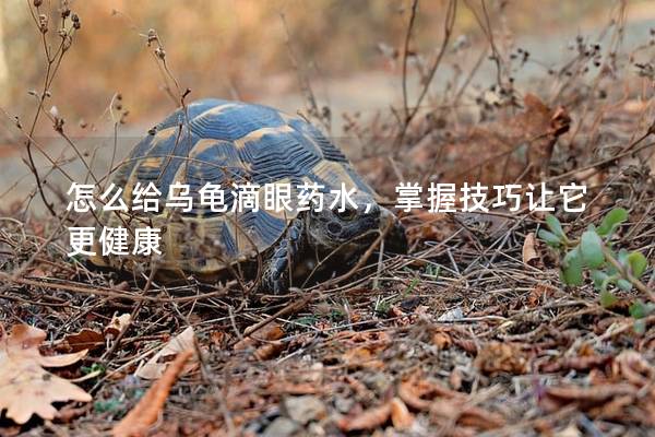 怎么给乌龟滴眼药水，掌握技巧让它更健康