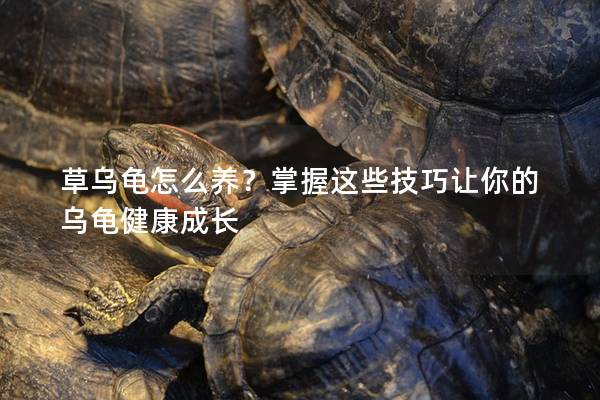 草乌龟怎么养？掌握这些技巧让你的乌龟健康成长