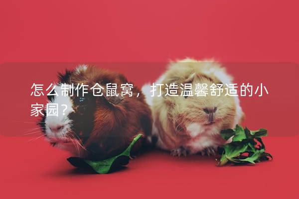 怎么制作仓鼠窝，打造温馨舒适的小家园？