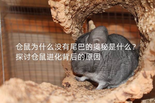 仓鼠为什么没有尾巴的奥秘是什么？探讨仓鼠进化背后的原因