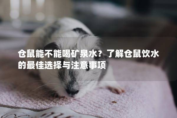 仓鼠能不能喝矿泉水？了解仓鼠饮水的最佳选择与注意事项