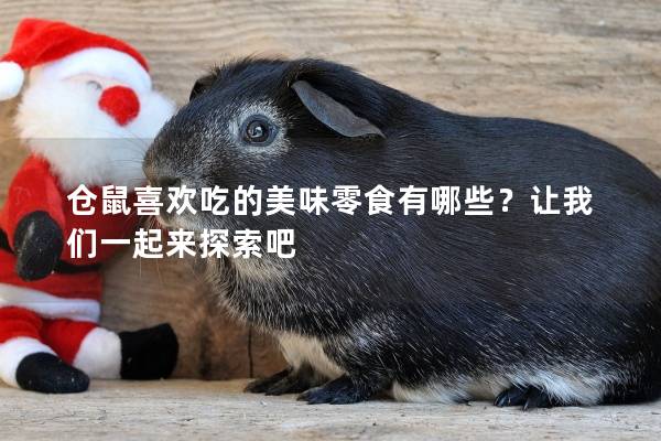 仓鼠喜欢吃的美味零食有哪些？让我们一起来探索吧