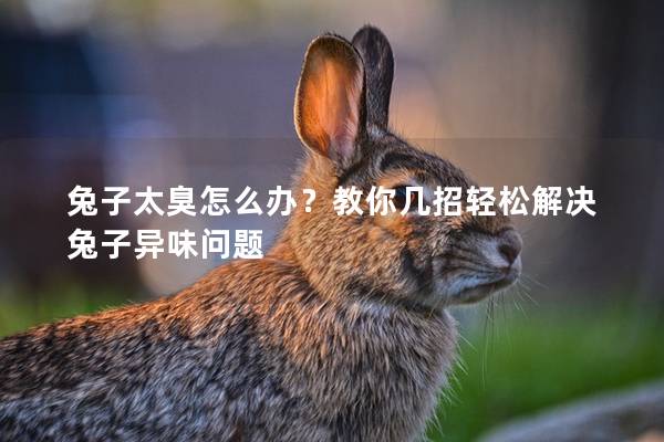 兔子太臭怎么办？教你几招轻松解决兔子异味问题