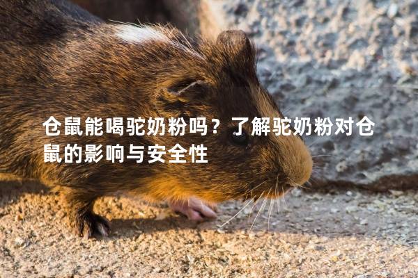 仓鼠能喝驼奶粉吗？了解驼奶粉对仓鼠的影响与安全性