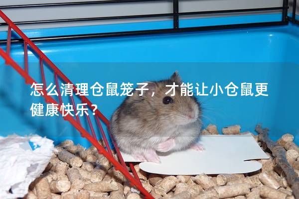 怎么清理仓鼠笼子，才能让小仓鼠更健康快乐？