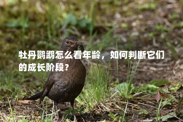 牡丹鹦鹉怎么看年龄，如何判断它们的成长阶段？