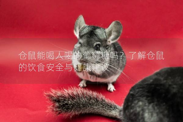 仓鼠能喝人喝的葡萄糖吗？了解仓鼠的饮食安全与健康建议