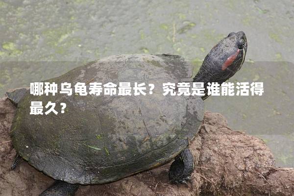 哪种乌龟寿命最长？究竟是谁能活得最久？