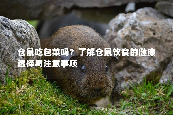仓鼠吃包菜吗？了解仓鼠饮食的健康选择与注意事项