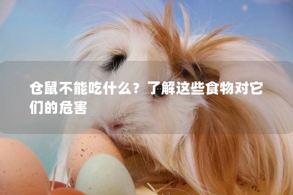 仓鼠不能吃什么？了解这些食物对它们的危害