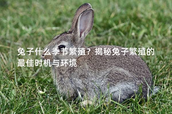兔子什么季节繁殖？揭秘兔子繁殖的最佳时机与环境