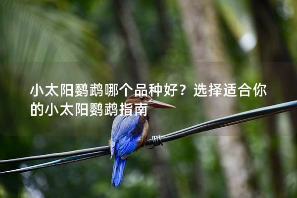 小太阳鹦鹉哪个品种好？选择适合你的小太阳鹦鹉指南