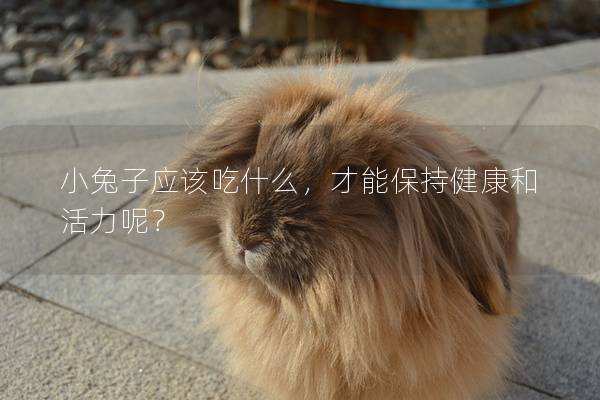 小兔子应该吃什么，才能保持健康和活力呢？