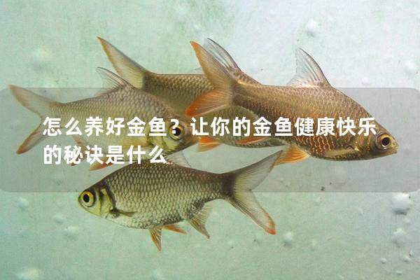 怎么养好金鱼？让你的金鱼健康快乐的秘诀是什么