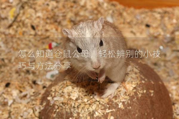 怎么知道仓鼠公母，轻松辨别的小技巧与方法分享