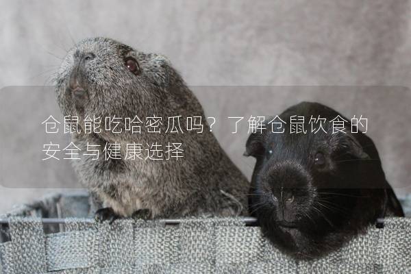 仓鼠能吃哈密瓜吗？了解仓鼠饮食的安全与健康选择