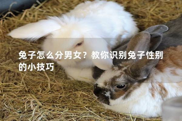 兔子怎么分男女？教你识别兔子性别的小技巧