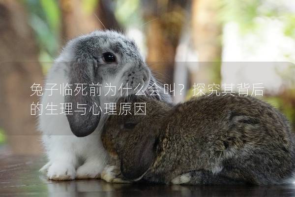 兔子临死前为什么会叫？探究其背后的生理与心理原因