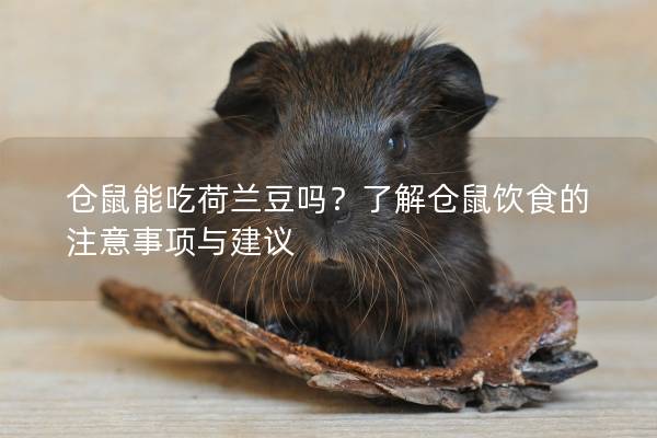 仓鼠能吃荷兰豆吗？了解仓鼠饮食的注意事项与建议