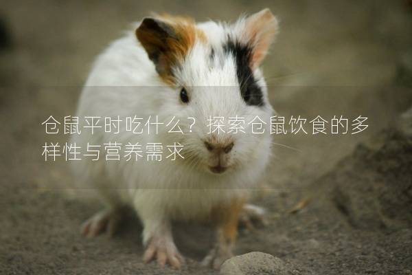 仓鼠平时吃什么？探索仓鼠饮食的多样性与营养需求