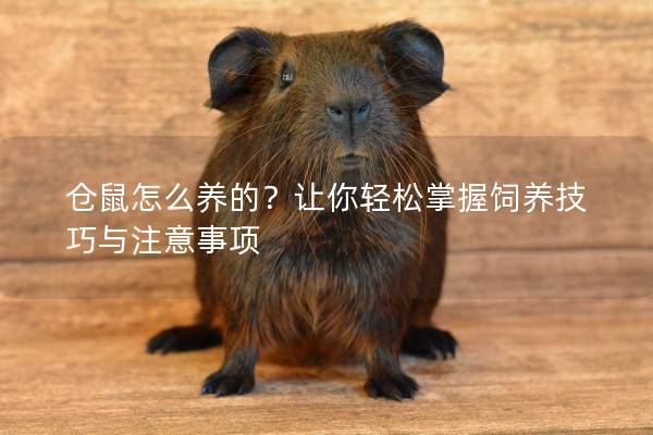 仓鼠怎么养的？让你轻松掌握饲养技巧与注意事项