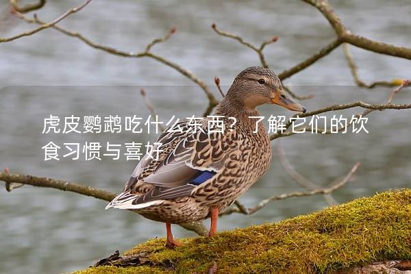 虎皮鹦鹉吃什么东西？了解它们的饮食习惯与喜好