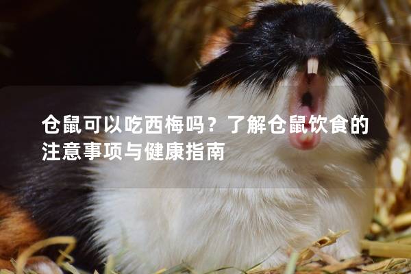 仓鼠可以吃西梅吗？了解仓鼠饮食的注意事项与健康指南
