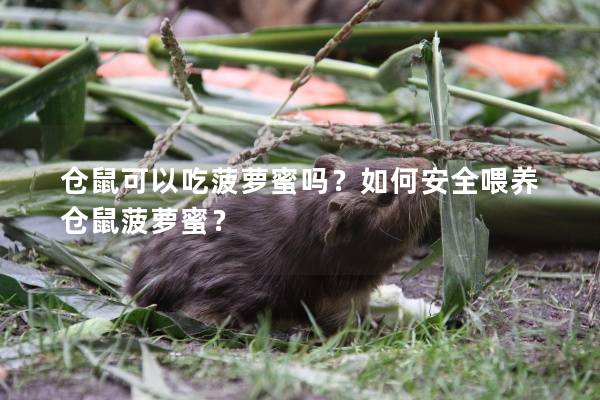 仓鼠可以吃菠萝蜜吗？如何安全喂养仓鼠菠萝蜜？