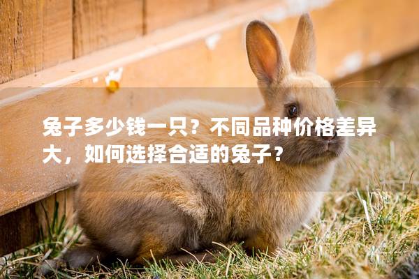 兔子多少钱一只？不同品种价格差异大，如何选择合适的兔子？