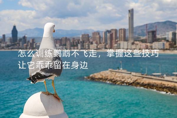 怎么训练鹦鹉不飞走，掌握这些技巧让它乖乖留在身边