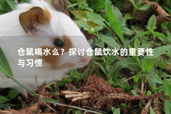 仓鼠喝水么？探讨仓鼠饮水的重要性与习惯