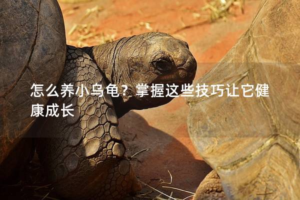 怎么养小乌龟？掌握这些技巧让它健康成长