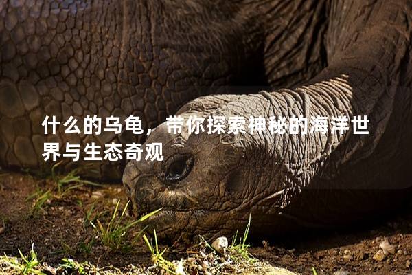 什么的乌龟，带你探索神秘的海洋世界与生态奇观