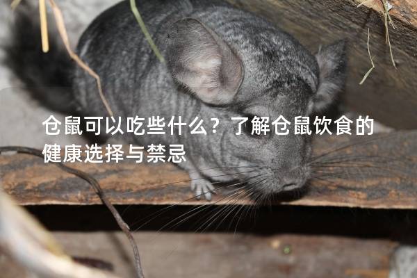 仓鼠可以吃些什么？了解仓鼠饮食的健康选择与禁忌