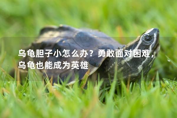乌龟胆子小怎么办？勇敢面对困难，乌龟也能成为英雄