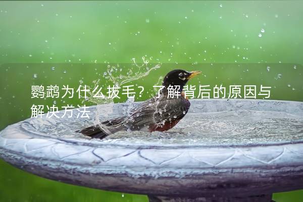 鹦鹉为什么拔毛？了解背后的原因与解决方法