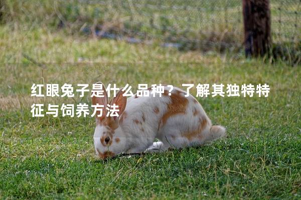 红眼兔子是什么品种？了解其独特特征与饲养方法