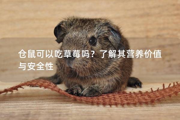 仓鼠可以吃草莓吗？了解其营养价值与安全性