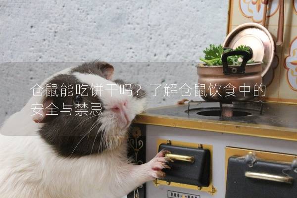 仓鼠能吃饼干吗？了解仓鼠饮食中的安全与禁忌