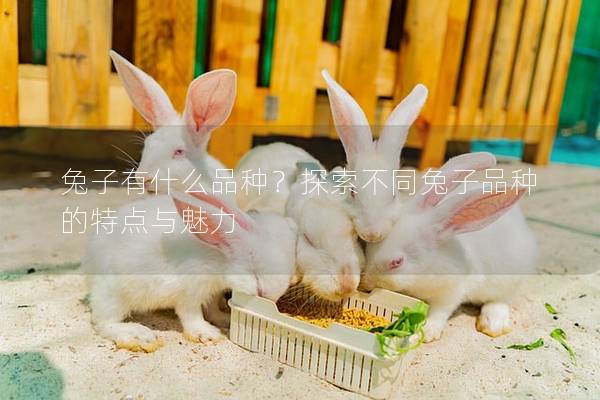 兔子有什么品种？探索不同兔子品种的特点与魅力