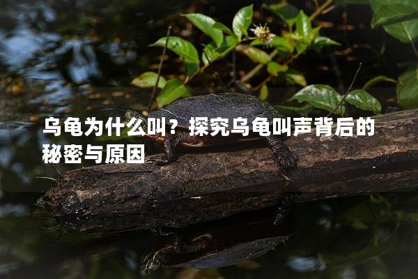 乌龟为什么叫？探究乌龟叫声背后的秘密与原因