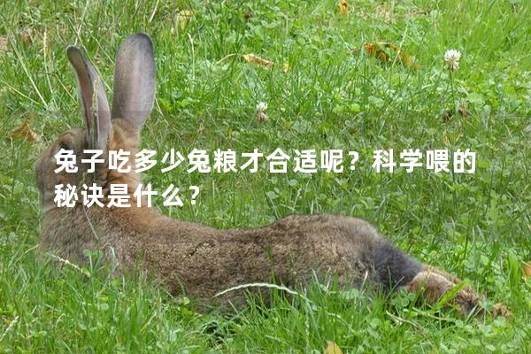 兔子吃多少兔粮才合适呢？科学喂的秘诀是什么？