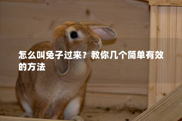 怎么叫兔子过来？教你几个简单有效的方法