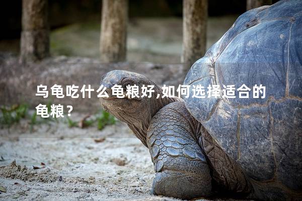 乌龟吃什么龟粮好,如何选择适合的龟粮？